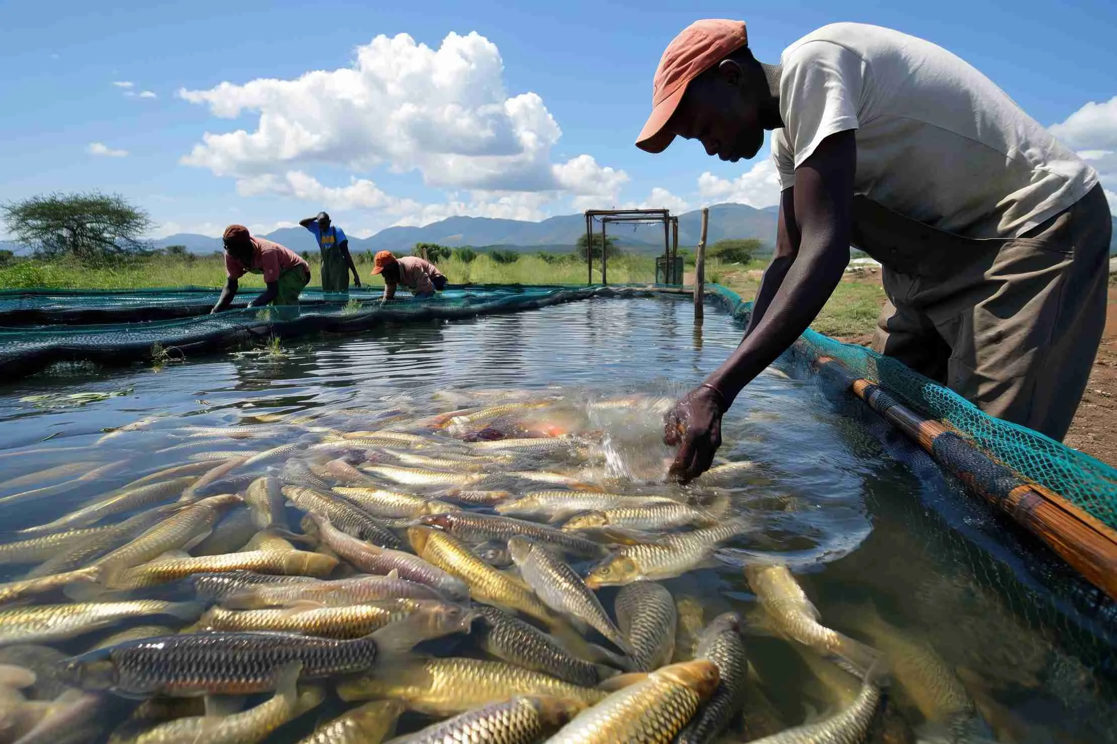 Fish farming operation in Uganda — tilapia pond with healthy fish stock ready for harvest