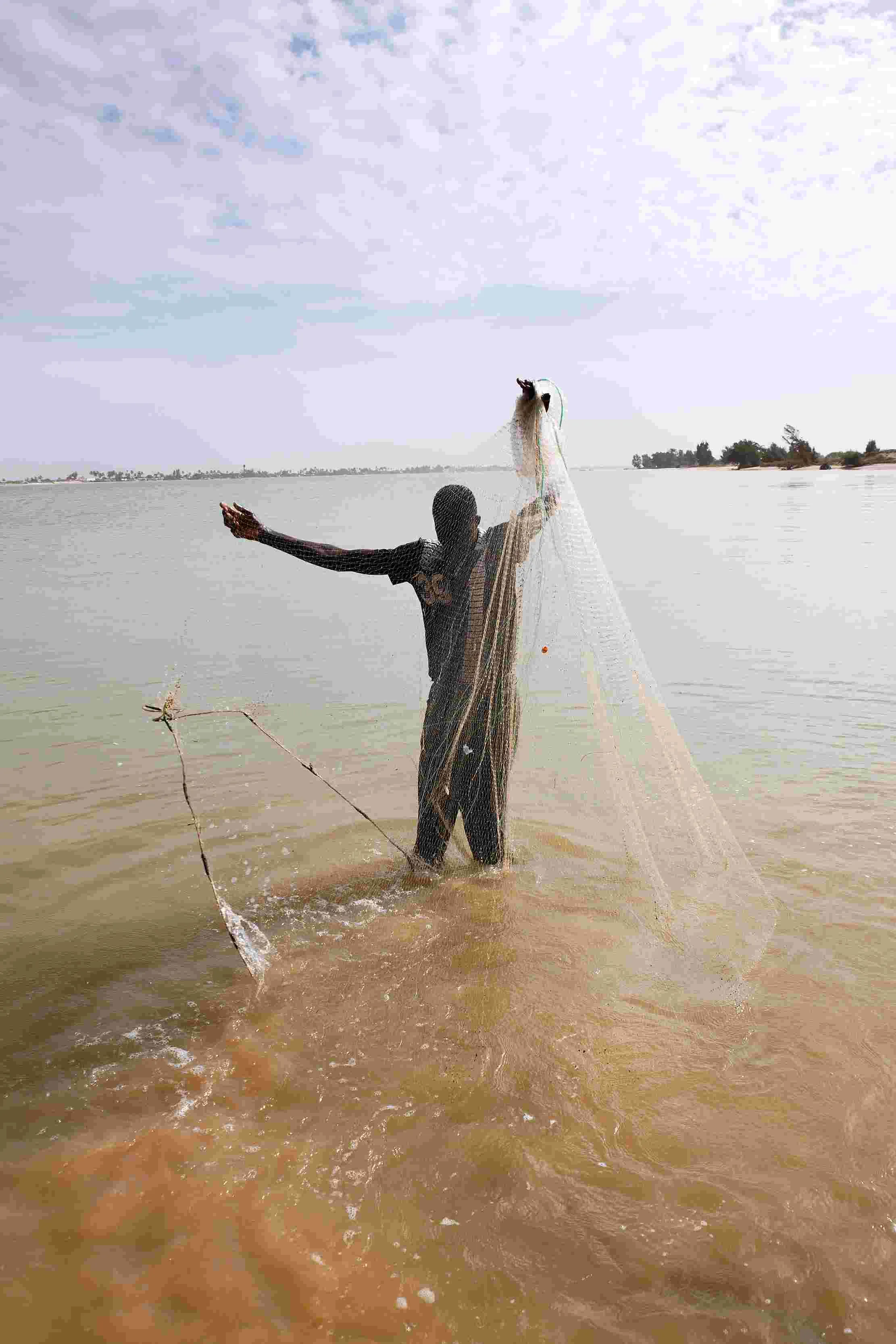 Close-up of healthy fish stock in a managed aquaculture pond in Uganda