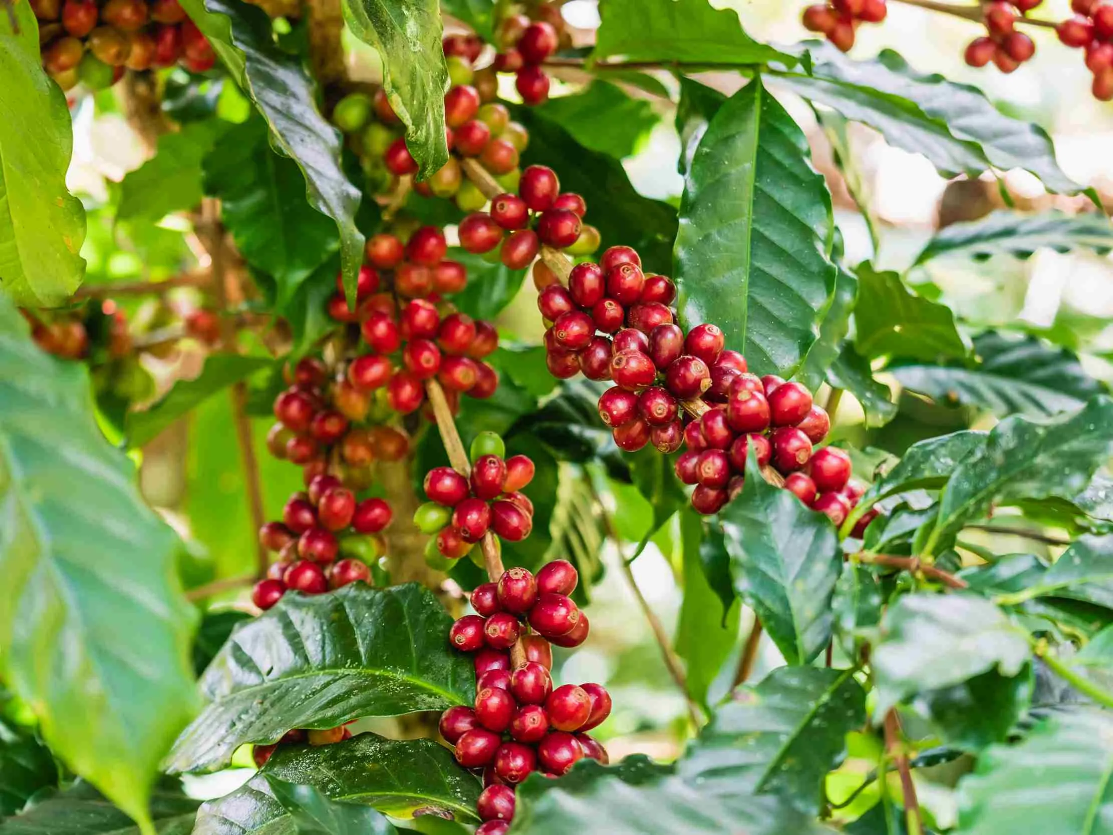 Fresh red cherry coffee beans on branch — Arabica coffee plant in Uganda highland region